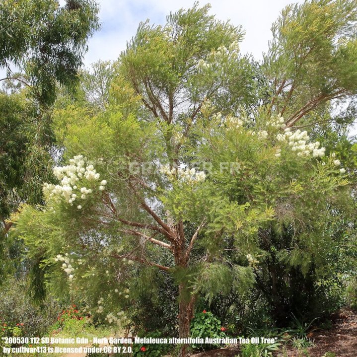 Arbre à thé, Melaleuca alternifolia image